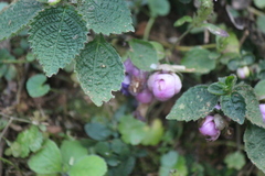 Strobilanthes heyneanus